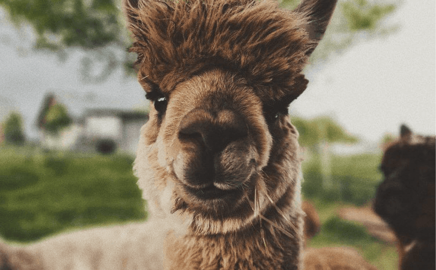 Alpacas vs Llamas: What's the Difference? – PAKA®