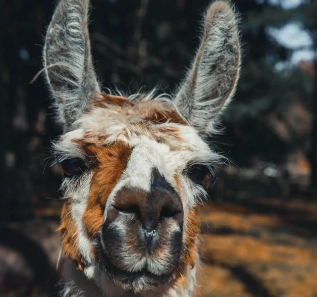The face of an alpaca 