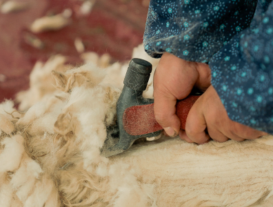 Shearing an alpaca
