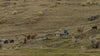 Two farmers and a boy grazing alpacas in the Peruvian Andes