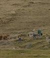 Two farmers and a boy grazing alpacas in the Peruvian Andes
