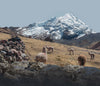 A herd of alpacas in the Andes mountains 