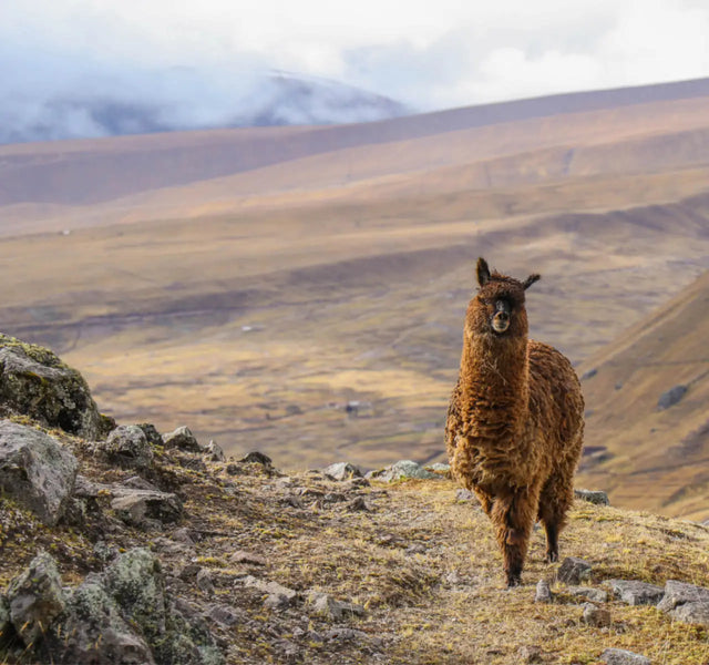 An alpaca standing alone on a mountain. 