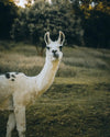 A white llama with a green background