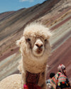 An alpaca in front of Rainbow Mountain