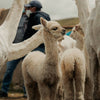 A group of baby alpacas and their farmers in the back